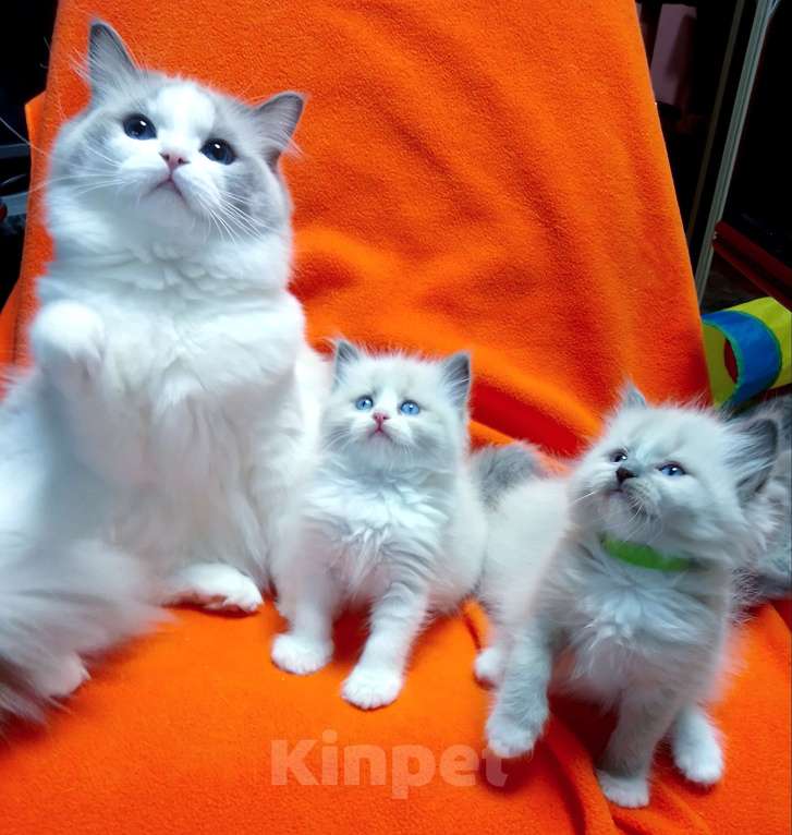 Кошки в Москве: Рэгдолл к Дню Святого Валентина  Мальчик, 80 руб. - фото 1