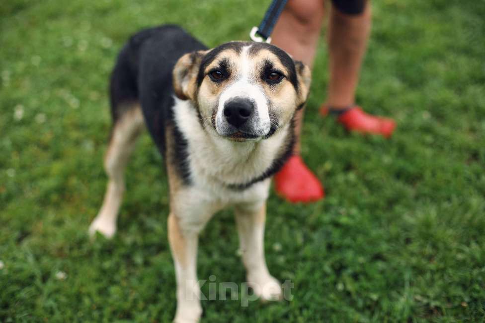 Собаки в Москве: Дарвин Мальчик, Бесплатно - фото 2