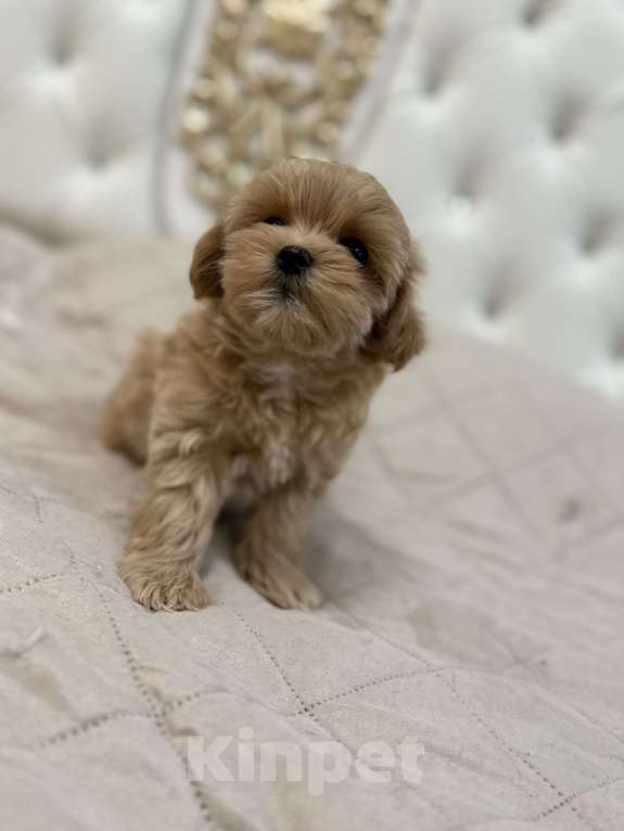 Собаки в Самаре: Мальтипу F1 щенки девочка  Девочка, 110 000 руб. - фото 5