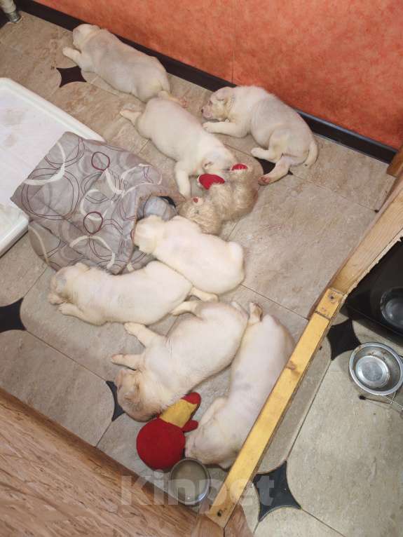 Собаки в Краснодаре: Привитые с документами щенки среднеазитской овчарки. От родителей чемпионов Разнополые, Бесплатно - фото 7