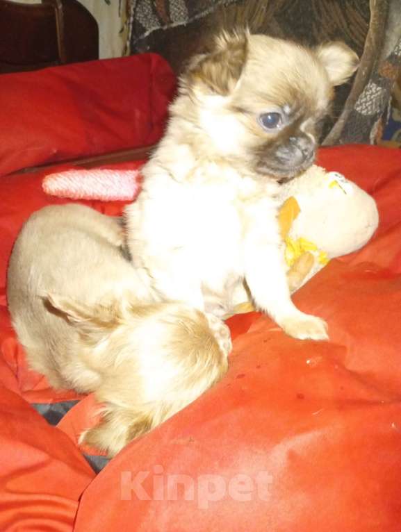 Собаки в Москве: Кобель длинношерстный Мальчик, 18 000 руб. - фото 4