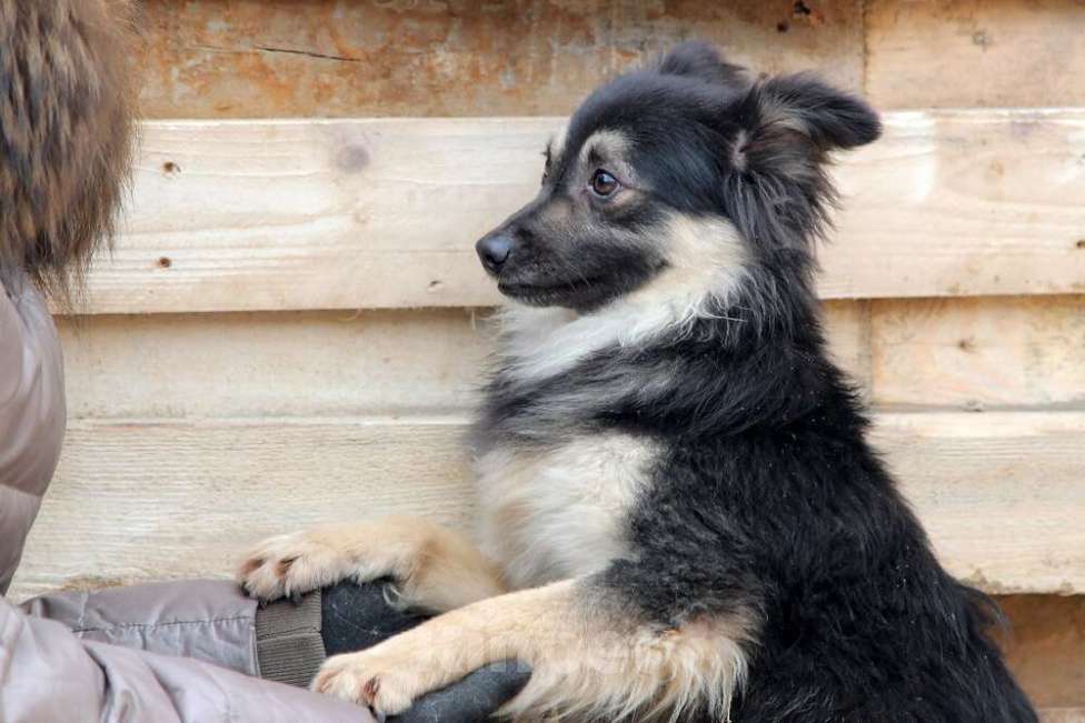 Собаки в Москве: Метис шпица пушистый пёсик Даниэль в дар Мальчик, 1 руб. - фото 6