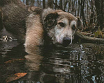 Собаки в Москве: Фидель Мальчик, Бесплатно - фото 7