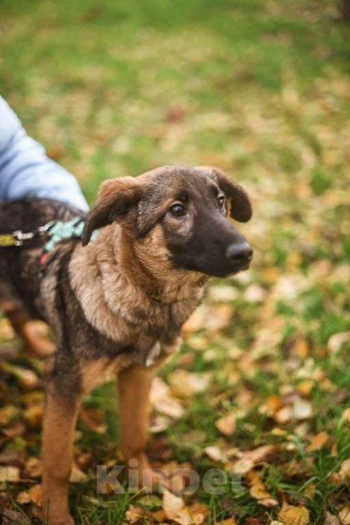 Собаки в Москве: Адель Девочка, Бесплатно - фото 1
