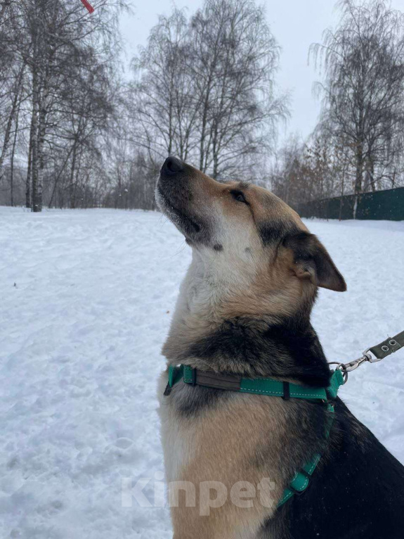 Собаки в Москве: Интеллектуал красавчик  Мальчик, Бесплатно - фото 6