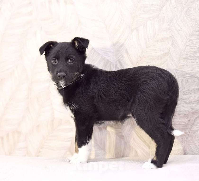 Собаки в Москве: Мила -  бабочка в ваш дом  Девочка, Бесплатно - фото 5