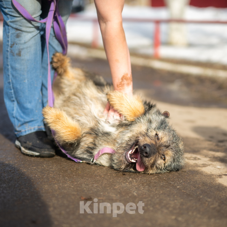 Собаки в Москве: Оскар Мальчик, Бесплатно - фото 2