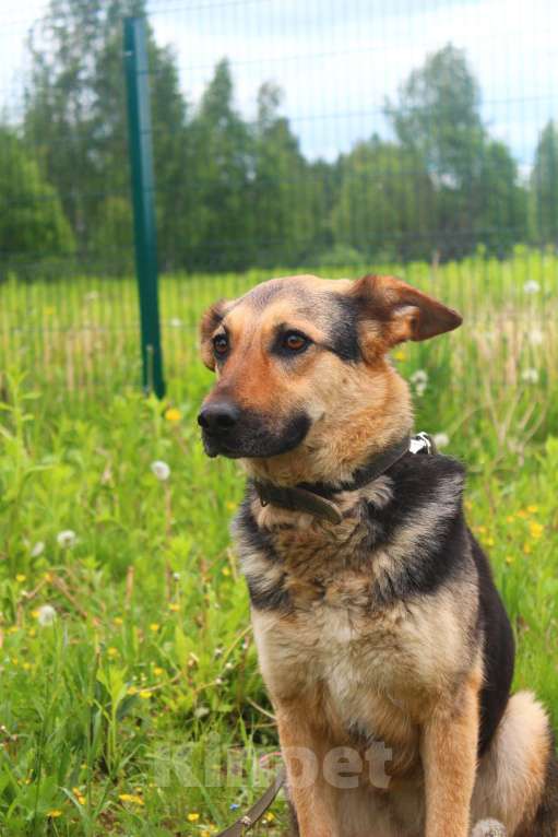 Собаки в Москве: Джессика Девочка, Бесплатно - фото 4