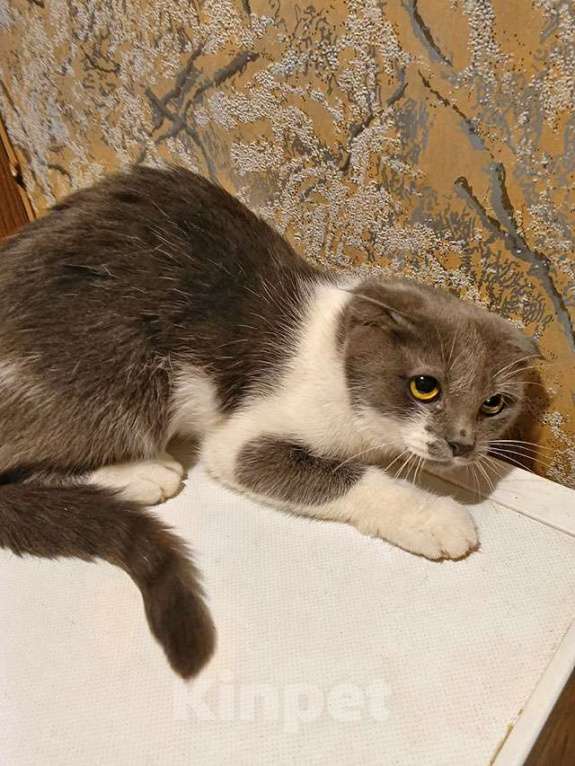 Кошки в Москве: Ищут дом домашние котики — они очень ждут своих людей Девочка, Бесплатно - фото 2