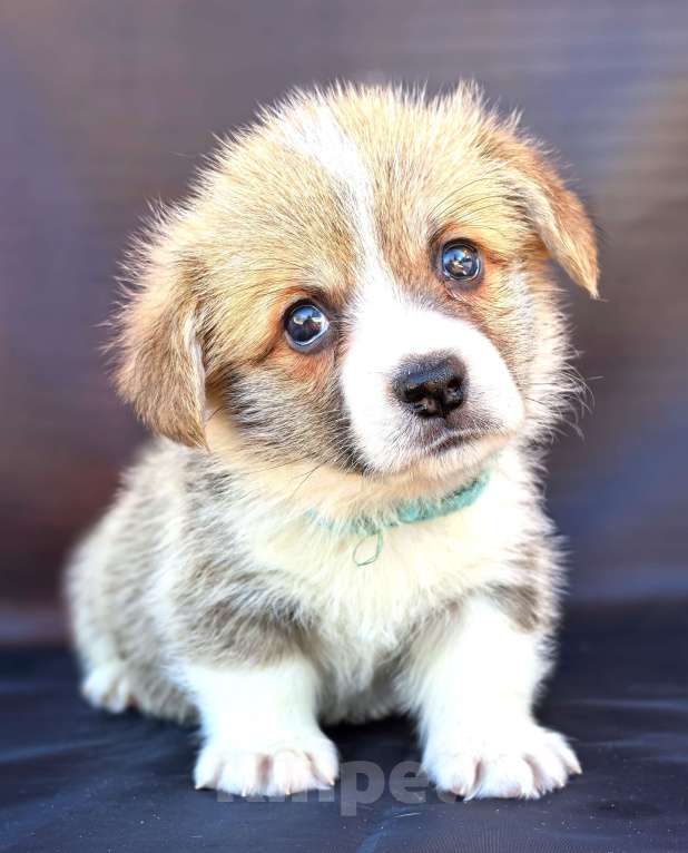 Собаки в Москве: Вельш корги пемброк готов к переезду в апреле Мальчик, 60 000 руб. - фото 6