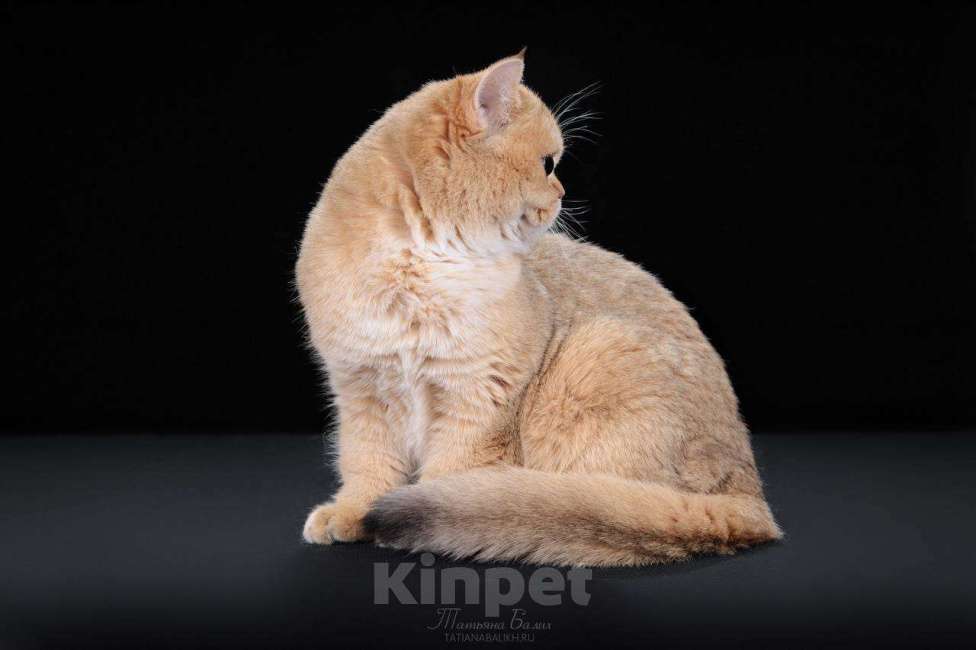 Кошки в Москве: роскошный шотландский кот Мальчик, 90 000 руб. - фото 2