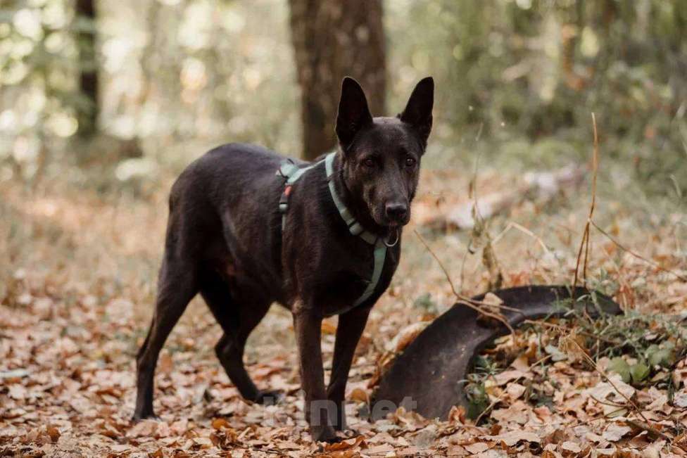 Собаки в Москве: Ривьера ищет дом Девочка, Бесплатно - фото 4