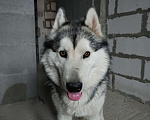Собаки в Ногинске: Хаски Мальчик, Бесплатно - фото 3