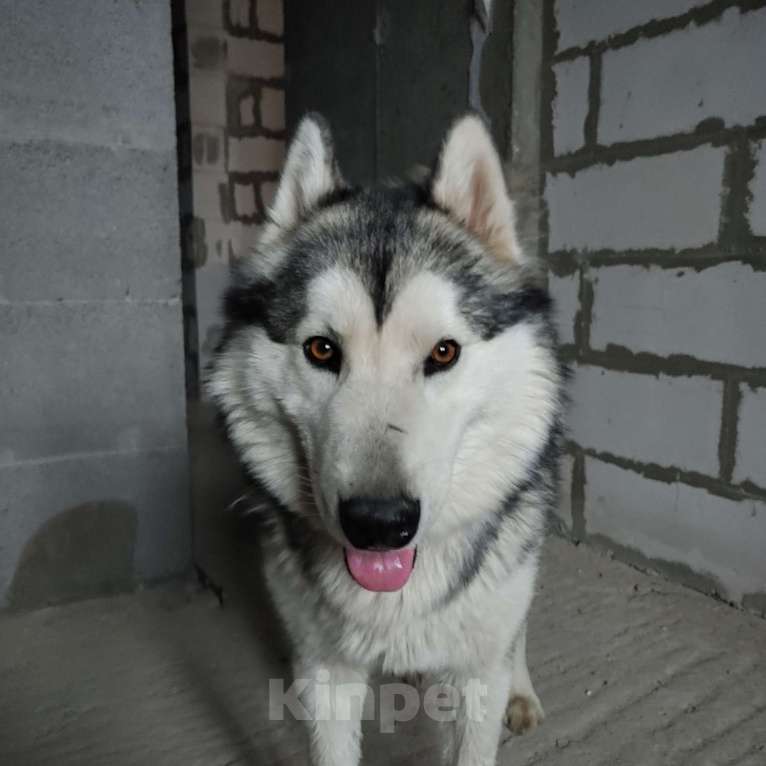 Собаки в Ногинске: Хаски Мальчик, Бесплатно - фото 3