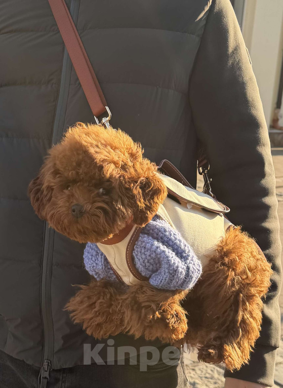 Собаки в Калининграде: Мальтипу | тикап тедди пудель Китай Девочка, 150 000 руб. - фото 3