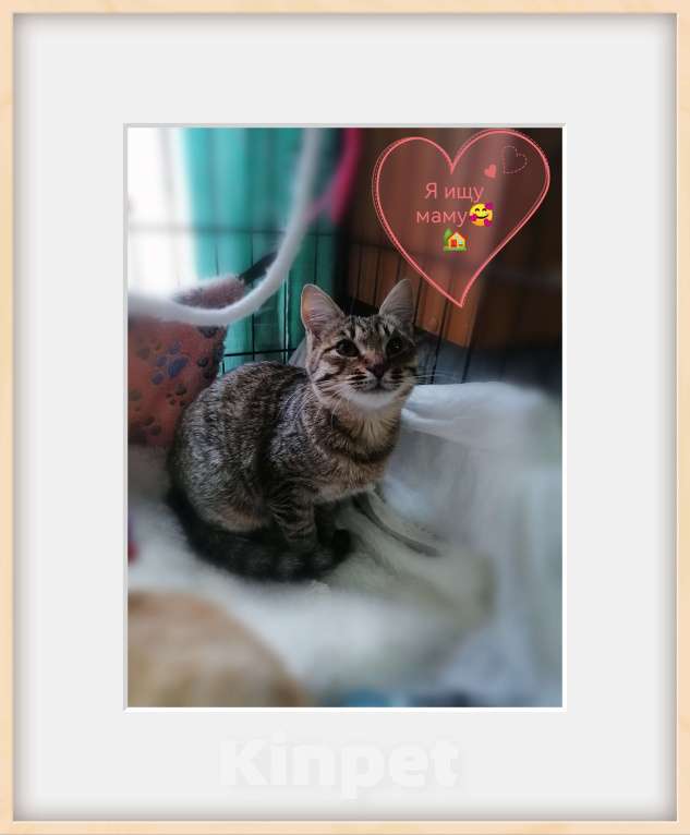 Кошки в Королеве: Ласкуша девочка Нюша Девочка, Бесплатно - фото 2