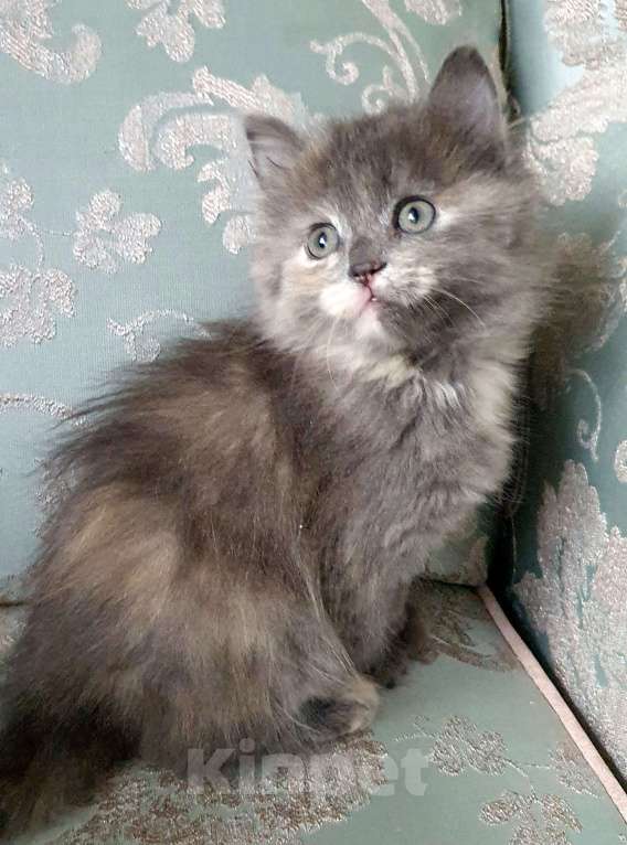 Кошки в Екатеринбурге: Котята домашние Екатеринбург Разнополые, 5 000 руб. - фото 4
