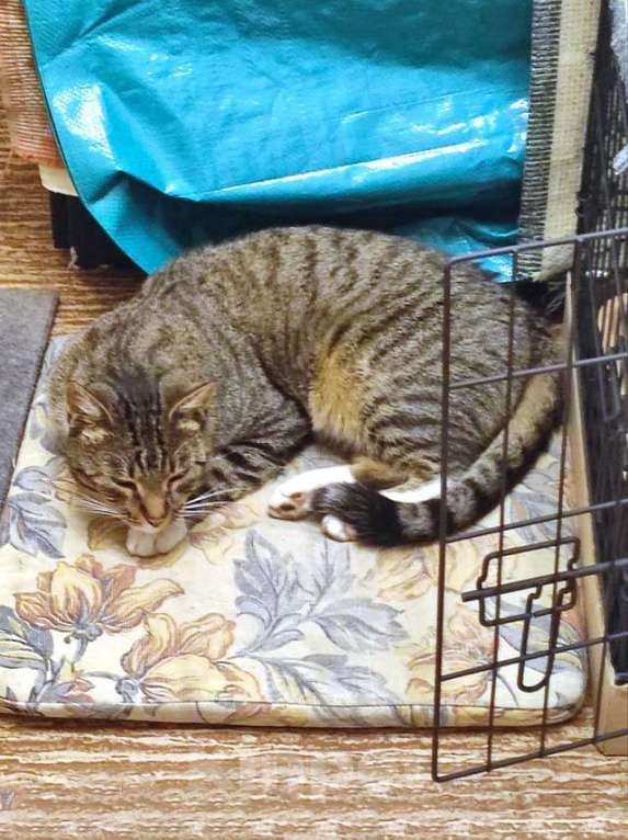 Кошки в Санкт-Петербурге: Кот Художник ищет дом и вдохновение Мальчик, 10 руб. - фото 6