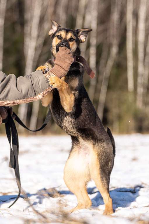 Собаки в Клине: Доня — необыкновенно ласковая собачка Девочка, Бесплатно - фото 5
