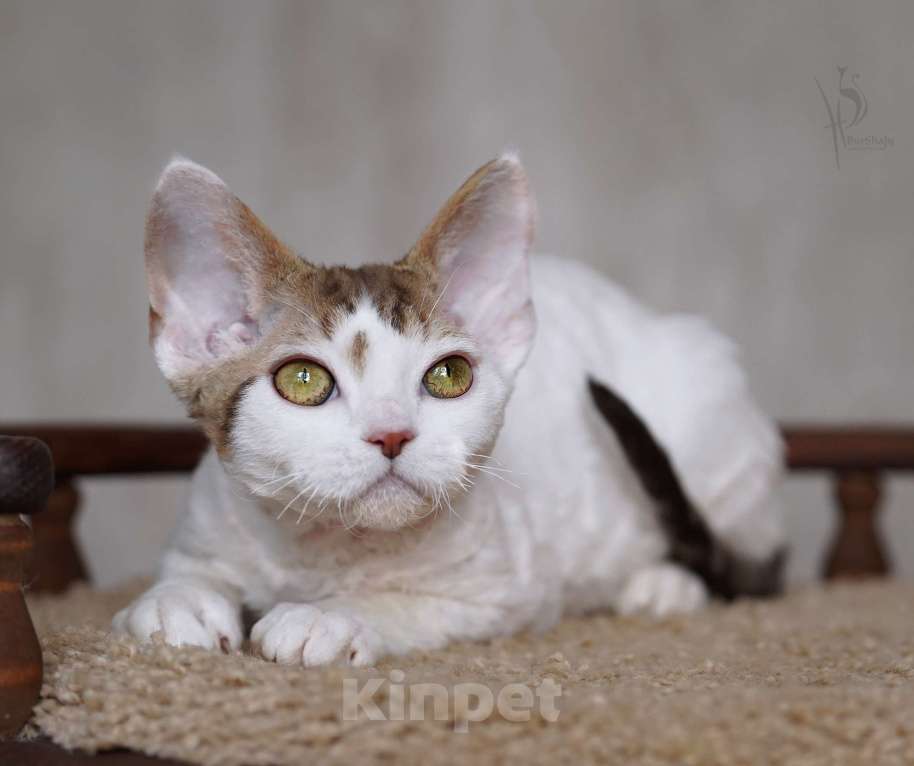 Кошки в Москве: Девон-рекс Мальчик арлекин Мальчик, Бесплатно - фото 2