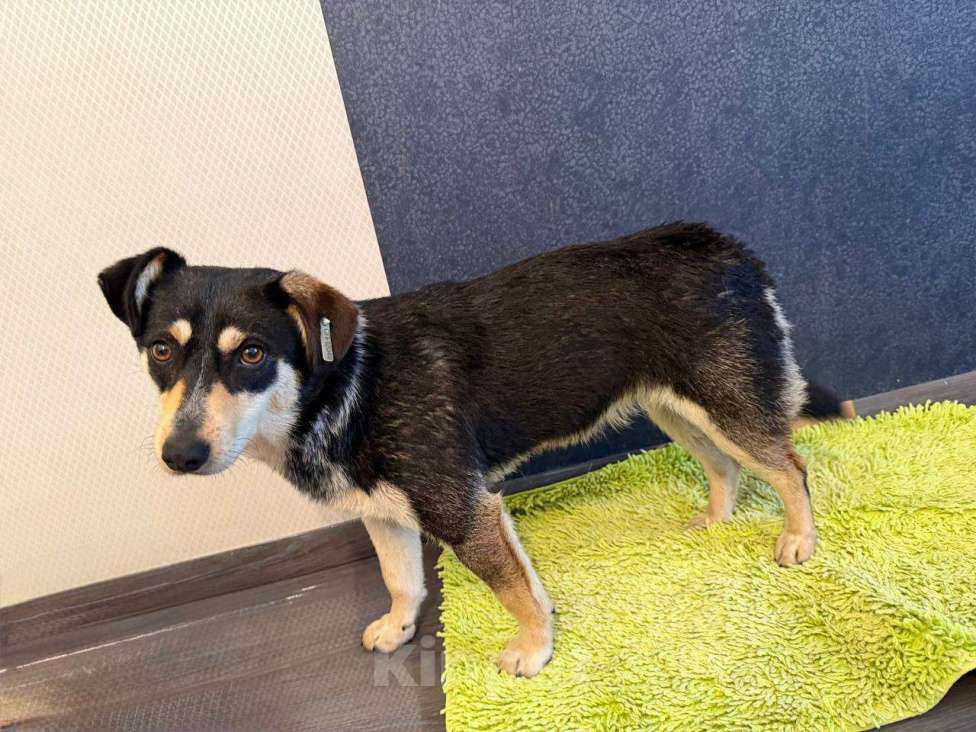 Собаки в Рузе: Мэри в добрые руки Девочка, Бесплатно - фото 2