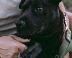 Собаки в Москве: Небольшая собака Нора, метис шарпея, в добрые руки Девочка, Бесплатно - фото 5
