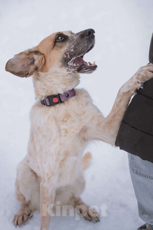 Собаки в Москве: Гера Девочка, Бесплатно - фото 2