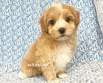 Собаки в Москве: мальтипу мальчик Мальчик, 60 000 руб. - фото 1