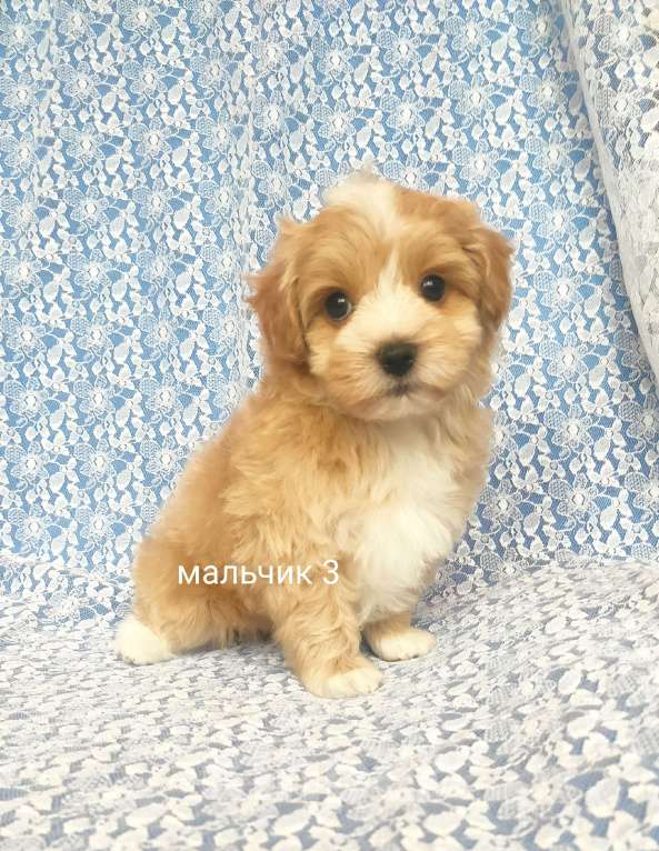Собаки в Москве: мальтипу мальчик Мальчик, 60 000 руб. - фото 1