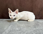 Кошки в Москве: белая кошечка девон рекс с голубыми глазами Девочка, 90 000 руб. - фото 8