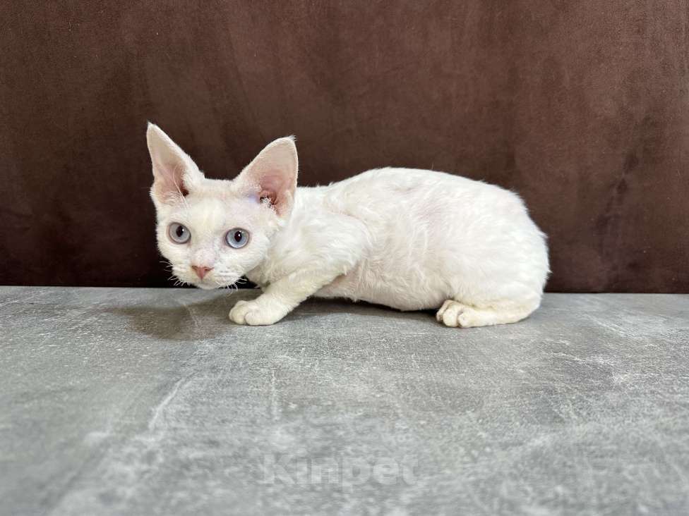 Кошки в Москве: белая кошечка девон рекс с голубыми глазами Девочка, 90 000 руб. - фото 8