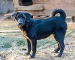 Собаки в Пушкино: Щенок Боря ищет дом Мальчик, Бесплатно - фото 4