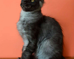 Кошки в Санкт-Петербурге: Мейн-Кун черный дым Antey Diesel Power  Мальчик, 80 000 руб. - фото 5