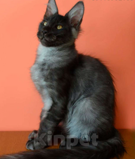 Кошки в Санкт-Петербурге: Мейн-Кун черный дым Antey Diesel Power  Мальчик, 80 000 руб. - фото 5