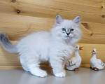 Кошки в Санкт-Петербурге: Невские маскарадные котята Мальчик, 50 000 руб. - фото 6