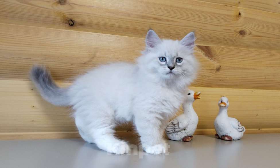 Кошки в Санкт-Петербурге: Невские маскарадные котята Мальчик, 50 000 руб. - фото 6