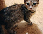 Кошки в Ярославле: Котенок (девочка) 2-3 месяца Девочка, Бесплатно - фото 3