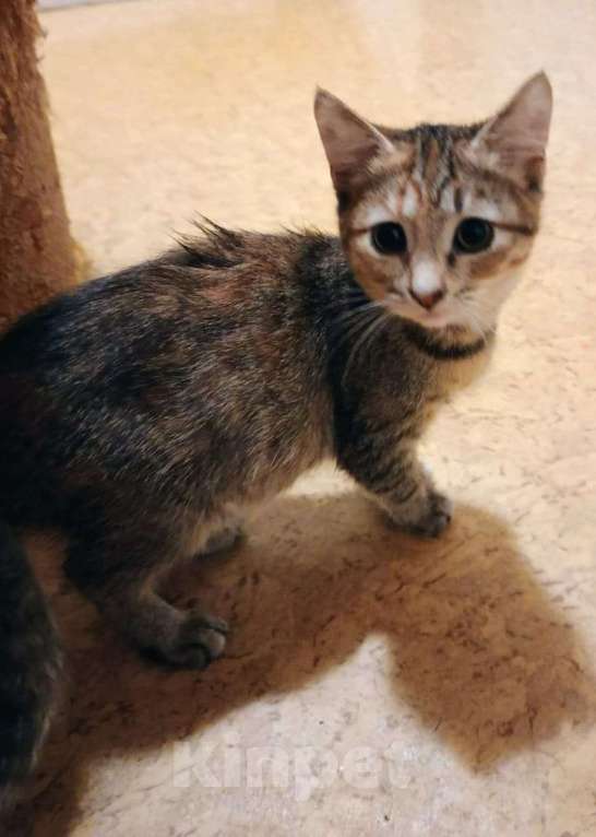 Кошки в Ярославле: Котенок (девочка) 2-3 месяца Девочка, Бесплатно - фото 3