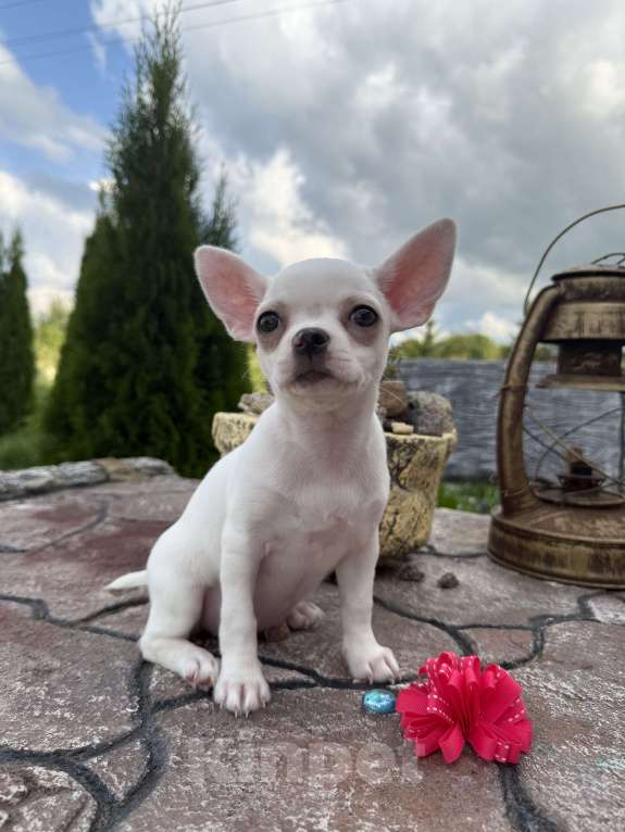 Собаки в Москве: Белоснежный щенок чихуахуа девочка короткошерстная   Девочка, 45 000 руб. - фото 4