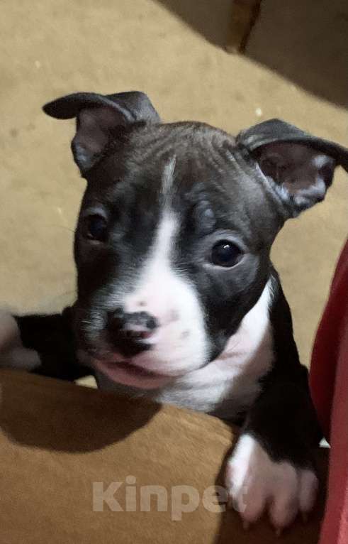 Собаки в Новосибирске: Кузнечик Девочка, 20 000 руб. - фото 2