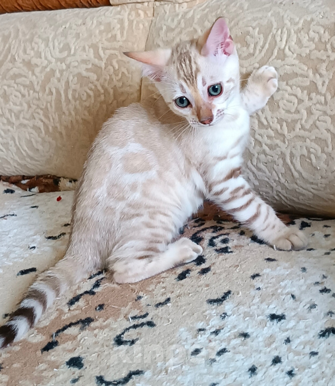 Кошки в Новосибирске: Бенгальские котята Девочка, 100 000 руб. - фото 1
