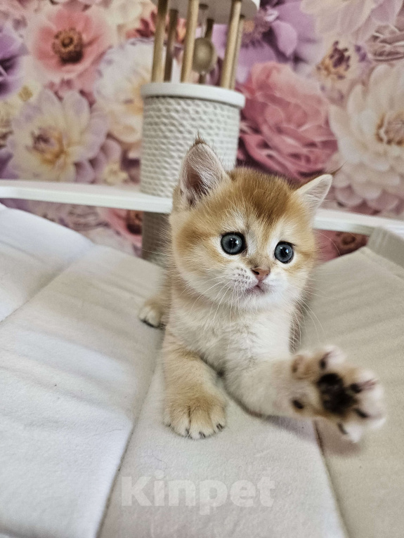 Кошки в Саратове: Шотландский прямоухий котенок Мальчик, 45 000 руб. - фото 2