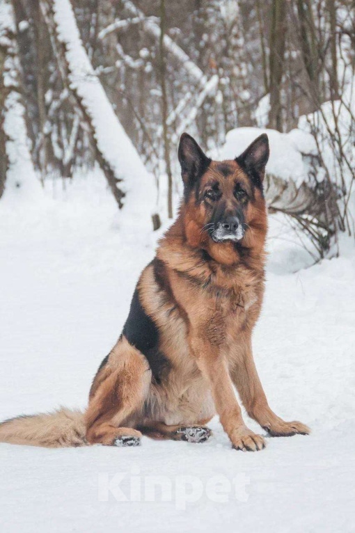 Собаки в Москве: Немецкая овчарка ищет дом Мальчик, Бесплатно - фото 3