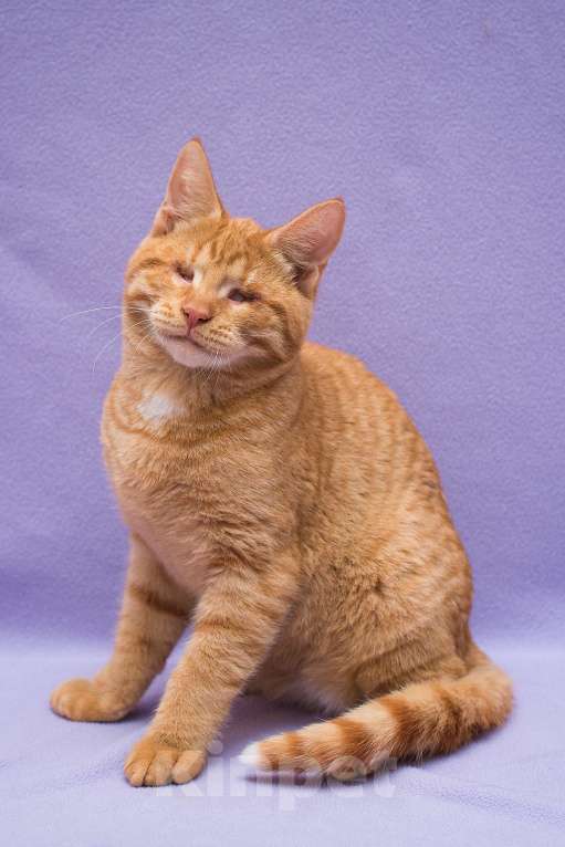 Кошки в Москве: Рыжий Барсик, 7 мес Мальчик, Бесплатно - фото 7