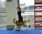 Собаки в Санкт-Петербурге: Вязка Кобель Племенной Мальчик, 5 000 руб. - фото 6