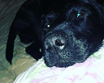 Собаки в Амурске: Ищем нашему парню девочку)лабрадор, Бесплатно - фото 4