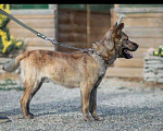 Собаки в Краснодаре: Тайсон, 52 руб. - фото 4