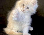 Кошки в Лянторе: Мейн кун, 26 000 руб. - фото 8