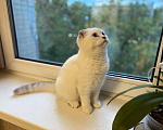 Кошки в Москве: Шотландский котенок, 10 000 руб. - фото 10