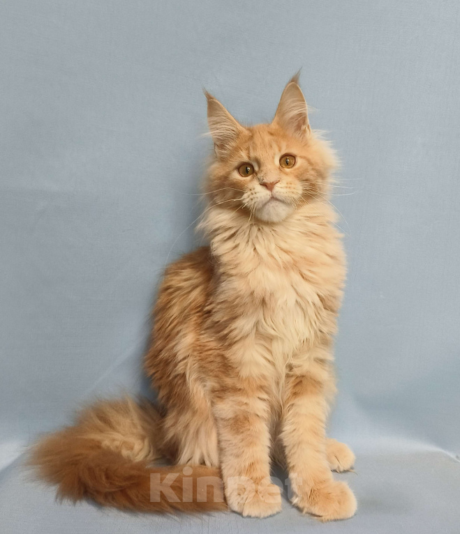 Кошки в Москве: Котёнок Мейн-Кун Мальчик Мальчик, 70 000 руб. - фото 4